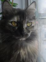 Лот: 4677606. Фото: 2. фотоаппарат samsung s1070 + чехол... Фотокамеры