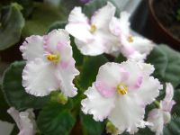 Лот: 1627791. Фото: 2. Фиалка "Лучезарная" букетная... Комнатные растения и уход