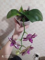 Лот: 17463364. Фото: 5. Орхидея фаленопсис Дикий кот.