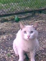 Лот: 1878518. Фото: 2. Котику Нужны ручки. Животные и уход