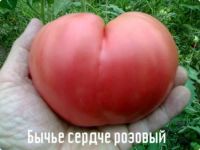 Лот: 7932879. Фото: 2. Минусинские домашние помидоры... Продукты