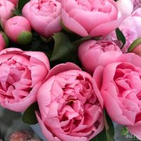 Лот: 13864975. Фото: 2. Пион розовый коралл в Букете от... Цветы, букеты