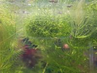 Лот: 22375571. Фото: 2. Аквариумное растение: Мох риччия. Аквариумистика