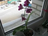 Лот: 1361271. Фото: 2. Орхидея Фаленопсис Дендробиум. Комнатные растения и уход