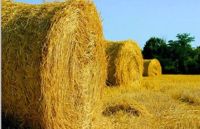 Лот: 7079233. Фото: 2. Продам СЕНАЖ. Животные и уход