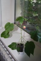 Лот: 4388870. Фото: 2. Абутилон Бэлла красный (зацветает... Комнатные растения и уход