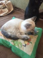 Лот: 16608629. Фото: 3. Котёнок. Растения и животные