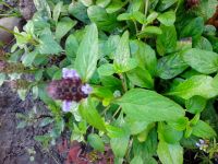 Лот: 5958549. Фото: 2. Черноголовка ''Prunella ''Черноголовка-растение... Семена, рассада, садовые растения