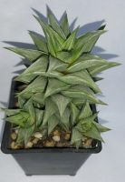 Лот: 11607308. Фото: 3. Хавортия tortuosa f. variegata... Растения и животные