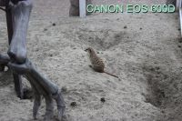 Лот: 10995055. Фото: 3. CANON EOS 600D качественная цифровая... Фото, видеокамеры, оптика