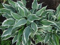 Лот: 4224484. Фото: 2. хоста 'Дарк Стар' (hosta Dark... Семена, рассада, садовые растения