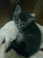 Лот: 12117036. Фото: 2. Котята/кошечки/кот. Животные и уход
