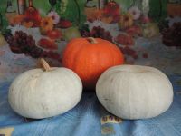 Лот: 8564509. Фото: 2. дачные овощи. Продукты