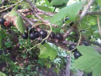 Лот: 7940183. Фото: 2. Черная смородина. С куста!. Продукты