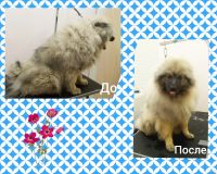 Лот: 16338599. Фото: 3. Экспресс линька для собак и кошек. Растения и животные