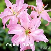 Лот: 11057948. Фото: 4. Лилия Фата Моргана .Спецозум Альбум... Красноярск