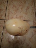 Лот: 6986414. Фото: 2. Ракушка большая !!!. Сувениры