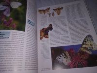 Лот: 20843133. Фото: 5. ок...(209231) Бабочки (Что Есть...