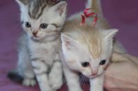 Лот: 5178832. Фото: 5. Котенок Шотландский Рыжик