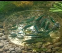 Лот: 17505501. Фото: 5. Кревеетки🦐