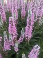 Лот: 25641263. Фото: 2. Вероника Pink Marshmallow. Семена, рассада, садовые растения
