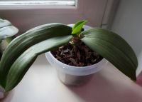 Лот: 11715040. Фото: 2. Орхидея Dtps.Tying Shin Unicorn. Комнатные растения и уход