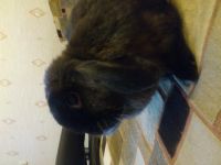 Лот: 4518396. Фото: 5. кролик