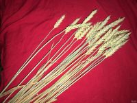 Лот: 18341881. Фото: 2. Колосья, колос пшеницы. Предметы интерьера