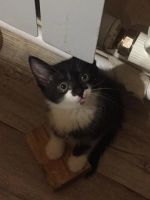 Лот: 15420824. Фото: 2. Котята. Животные и уход