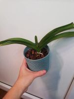 Лот: 16972420. Фото: 5. Орхидея ринхоридес