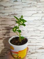 Лот: 19615550. Фото: 2. Колеус. Комнатные растения и уход