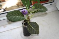 Лот: 2882587. Фото: 2. Глоксиния 27 (цветущее растение... Комнатные растения и уход