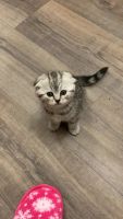 Лот: 15221724. Фото: 2. Кочешки. Животные и уход