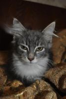 Лот: 6098507. Фото: 2. кому чудо?). Животные и уход