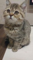 Лот: 15318103. Фото: 4. Котята Персо-британцы. Красноярск