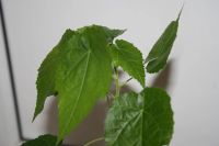 Лот: 3888433. Фото: 2. Абутилон Бэлла. Комнатные растения и уход