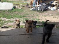 Лот: 13924359. Фото: 3. Щенки. Растения и животные