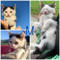 Лот: 16452659. Фото: 2. Котята мальчики. Животные и уход
