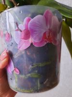 Лот: 18343086. Фото: 3. Орхидея. Растения и животные
