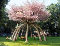 Лот: 4867583. Фото: 2. Сакура сакурамба. Семена. Семена, рассада, садовые растения