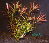 Лот: 11069667. Фото: 3. Людвигия Бривипес Ludwigia brevipes... Растения и животные