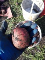 Лот: 16552082. Фото: 2. Четыре ведра деревенского картофеля. Продукты
