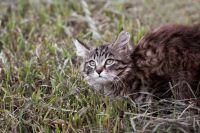 Лот: 14289459. Фото: 2. Котята (мальчики). Животные и уход