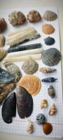 Лот: 25794210. Фото: 4. Ракушки разные . Набор. Красноярск