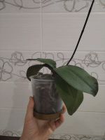 Лот: 25888981. Фото: 6. Орхидея фаленопсис, отцвела