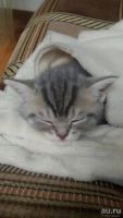 Лот: 8876793. Фото: 4. Котёнок Британец. Красноярск