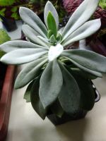Лот: 15886810. Фото: 4. Крестовник цефалофорус Senecio... Красноярск