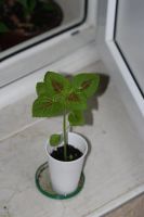 Лот: 3123551. Фото: 2. Колеус (крапивка) 1. Комнатные растения и уход