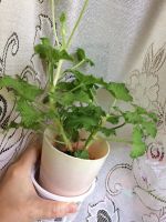 Лот: 11621528. Фото: 5. Пеларгония