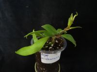 Лот: 16431757. Фото: 2. Хойя-Hoya soidaoensis. Комнатные растения и уход